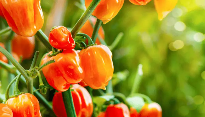 Webdesign du site saveurskarukera.com